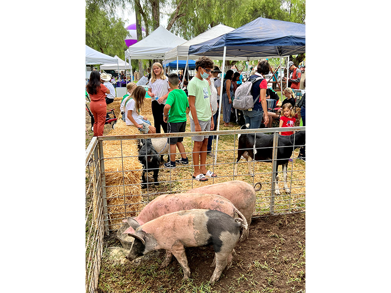 grape day festival